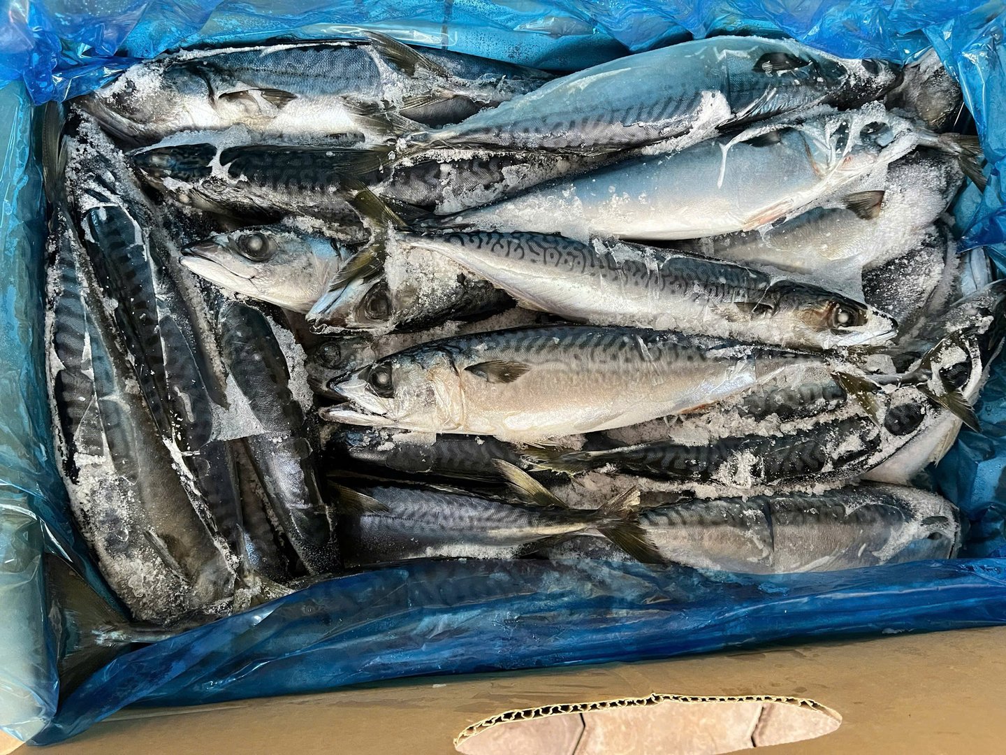 Cá SAPA - Nhật (size 300-500gr)