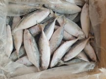 Cá Bạc má (size 6-8 con/kg)