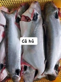 Cá Hú nguyên con làm sạch, còn đầu