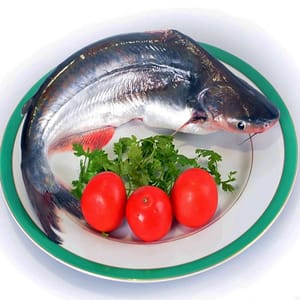 Cá Basa nguyên con làm sạch, còn đầu