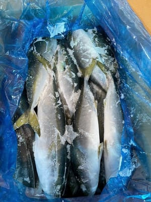 Cá Cam - HQ/Nhật (size 500-1.000gr)