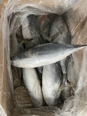 Cá Ngừ Hoa (size 800-1.200gr)