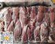 Bắp hoa Allana 60A