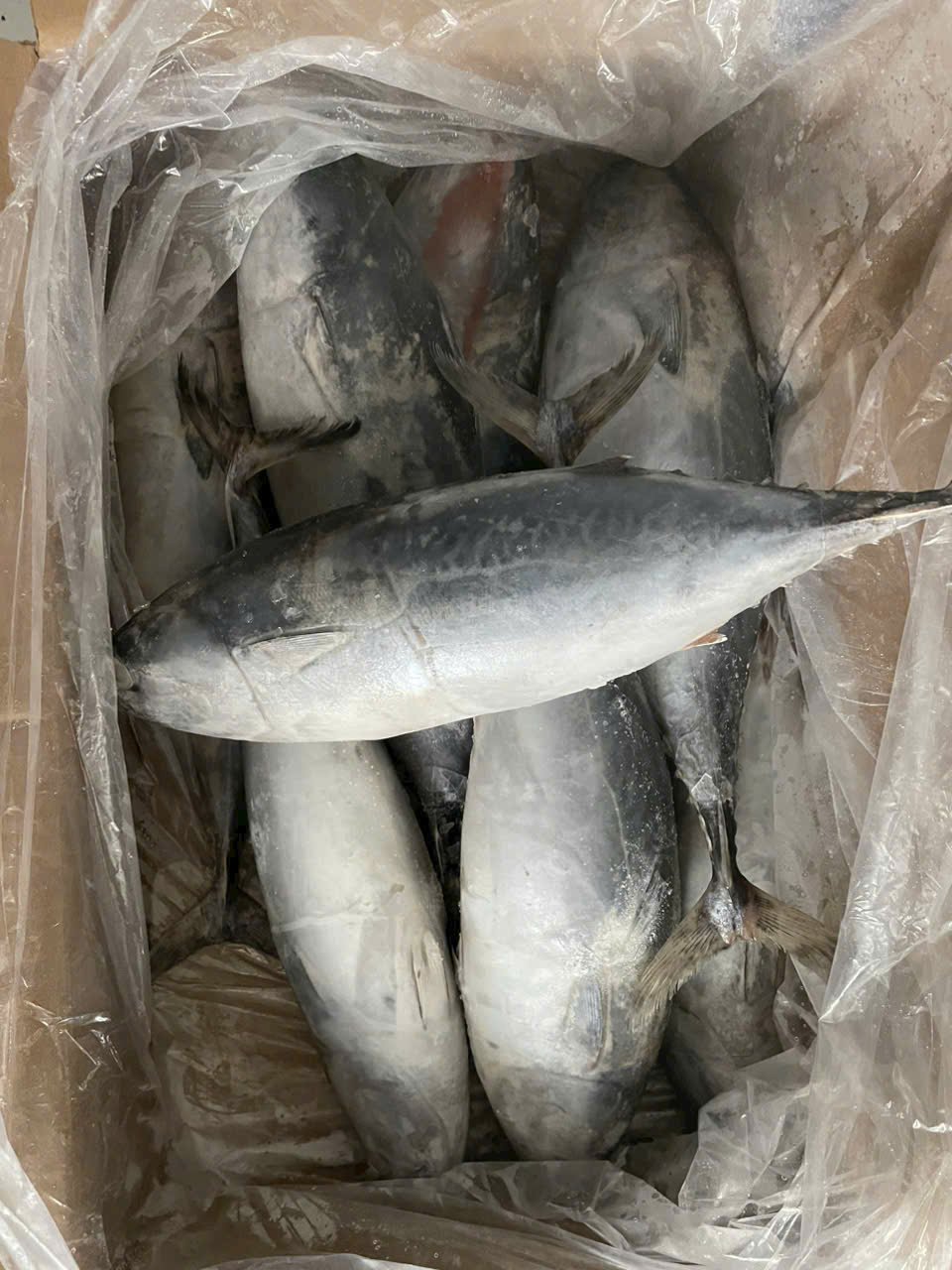 Cá Ngừ Hoa (size 800-1.200gr)