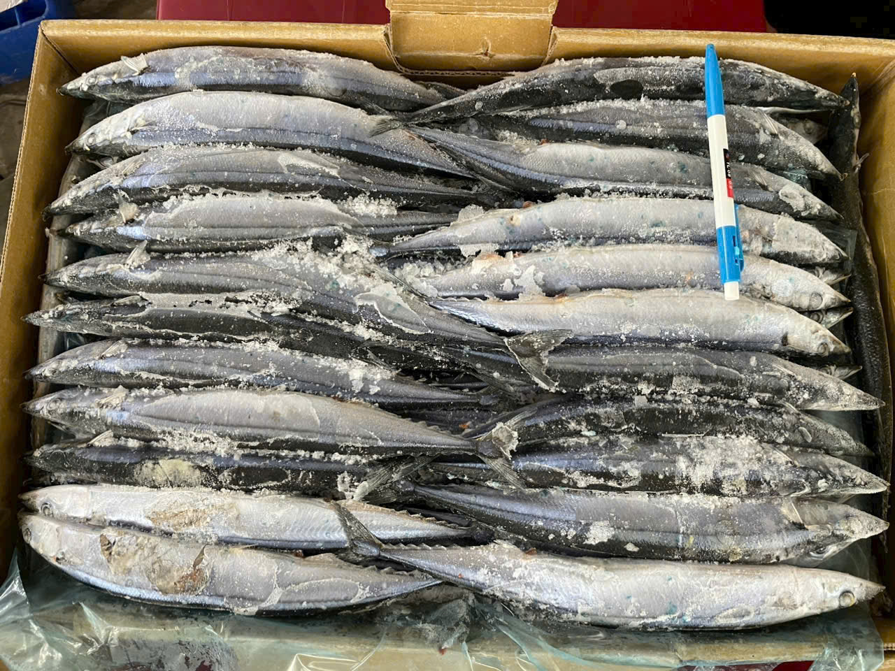 Cá Thu Nhật (Thu Đao) size 3